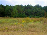 Blythewood Lots and Land